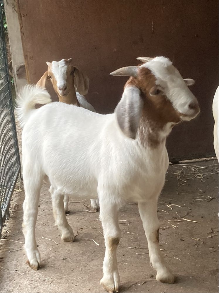 Cabrito Boer puro
