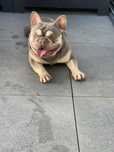 Bulldog frances lilac tan  top para  cruzas / montas