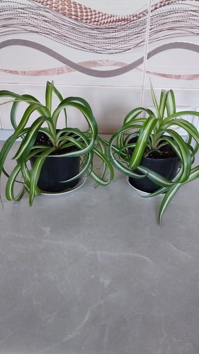 Хлорофітум кучерявий( Бонні).Каланхоє ..