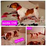 Piękne umaszczenie !!! suczka Jack Russell krótkie nózki rodzice w hod