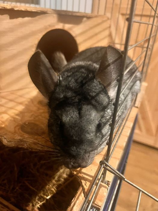 Szynszyla z klatką i wyposażeniem