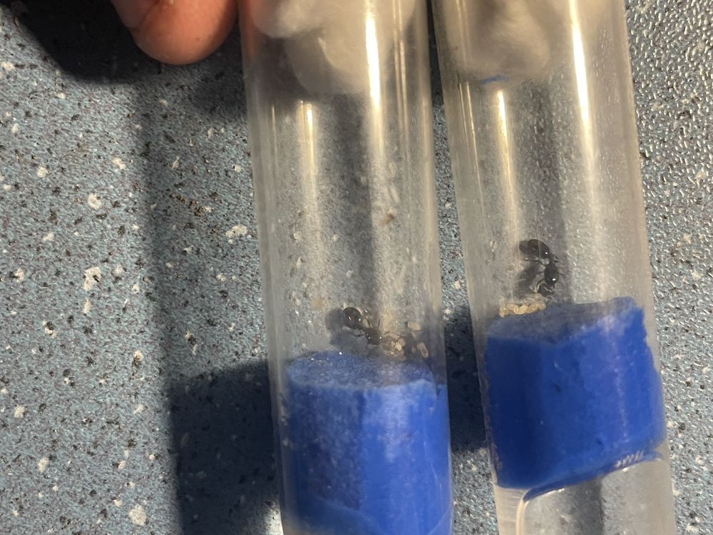 Tetramorium caespitum муравьи