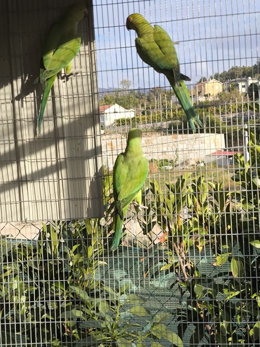 Ring Necks 2025 (Sexados)