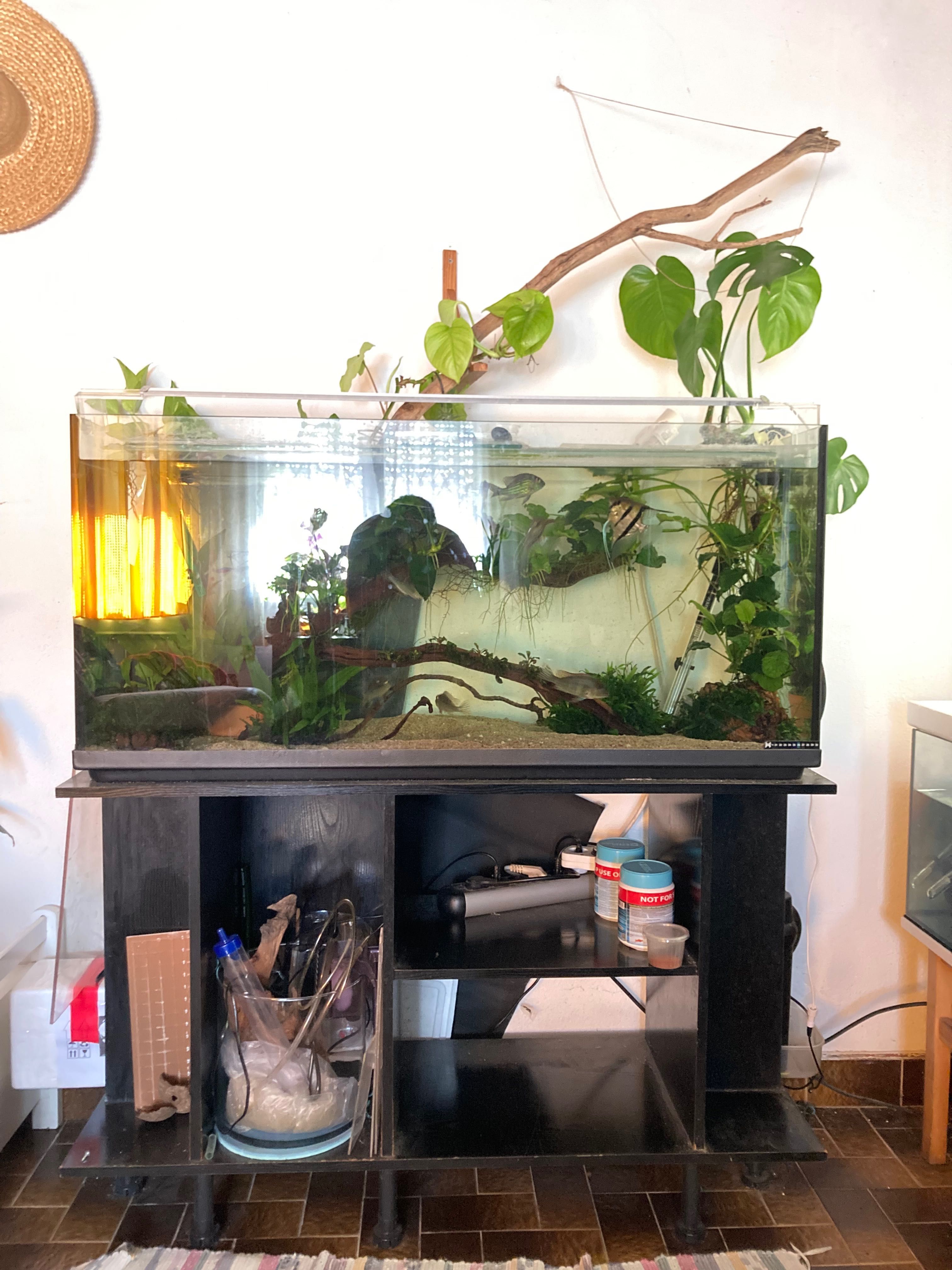 Aquário 200L pronto a funcionar