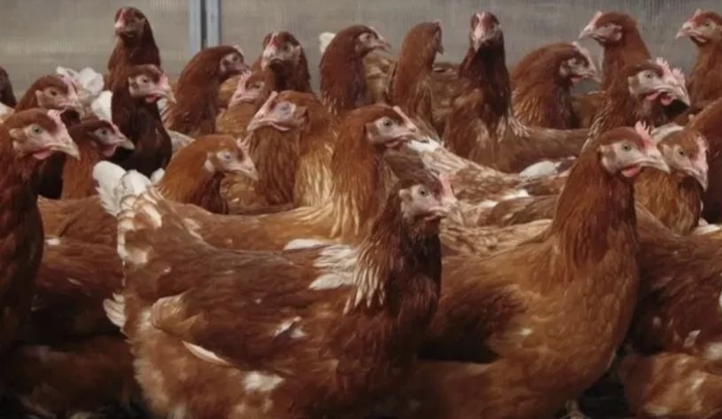 Курочки молоді Ломан Браун