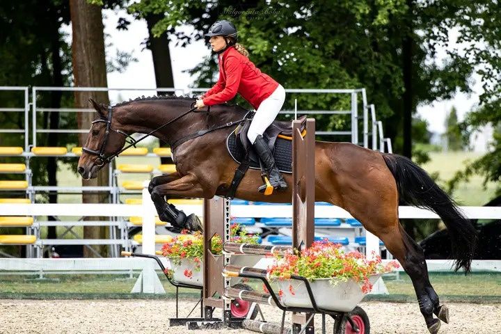 Klacz do hodowli/koń profesor
