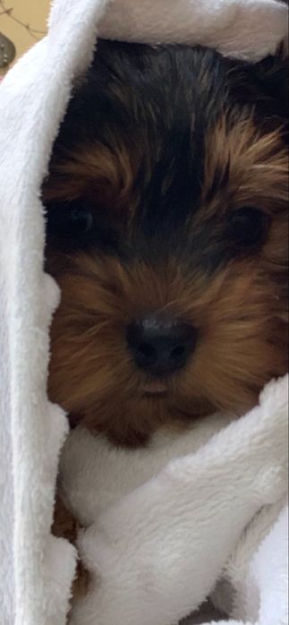 Продається цуценя йоркширського терьєра