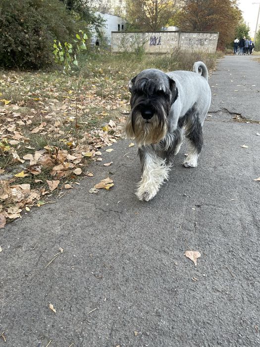 Мітельшнауцер 5 років шукає дівчинку