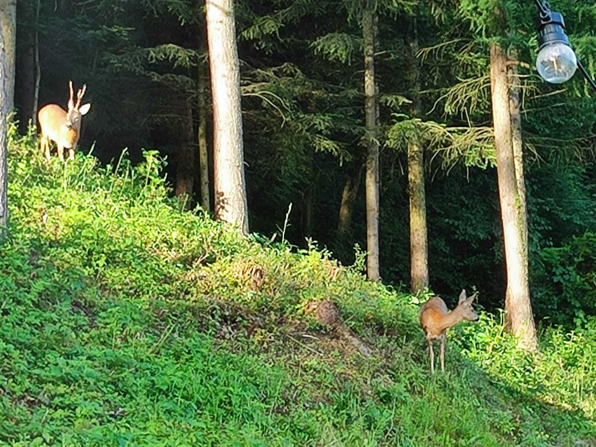 Najwyżej - domek z sauną nad Jeziorem Rożnowskim w Gródku nad Dunajcem
