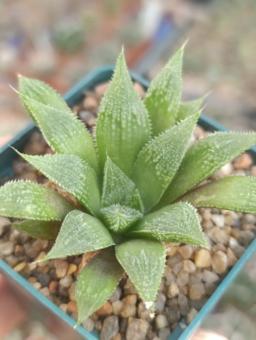 Суккуленты хавортии