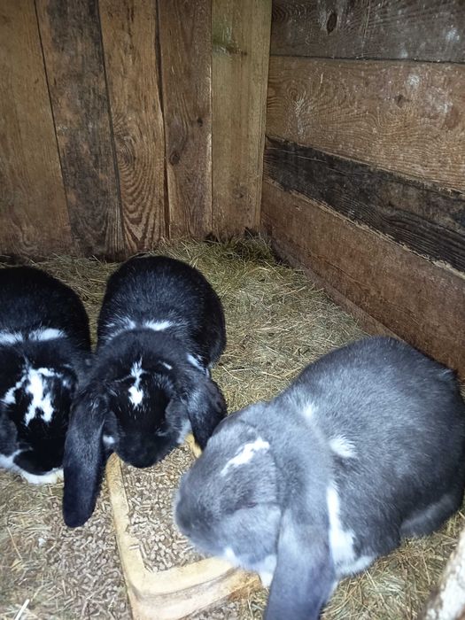 Króliki baran francuski