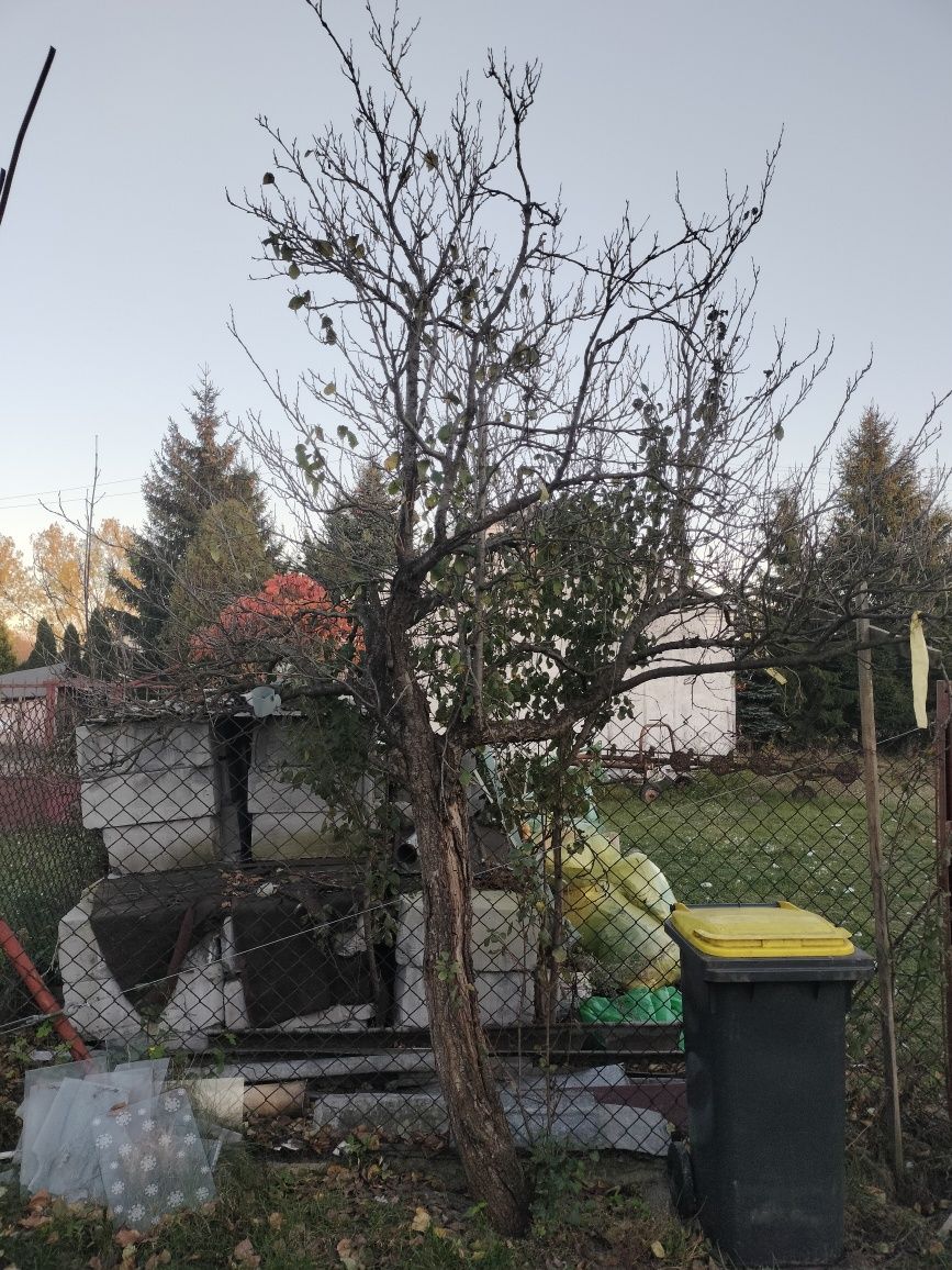 Sprzedam średnie drzewo drewno śliwkowe do wędzenia