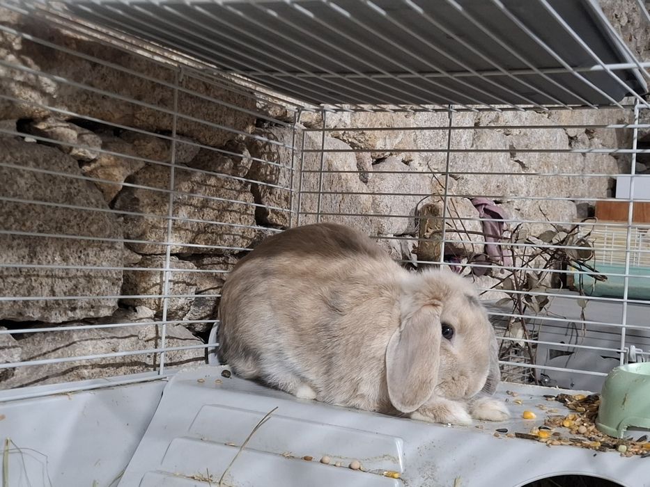 Coelha bellier de 2025