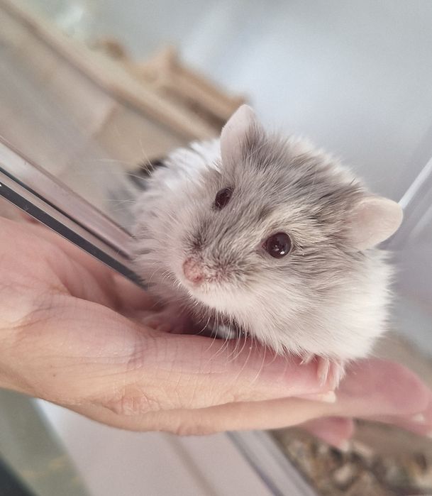 Chomiczki mlode zabajkanskie samce samica satynowe