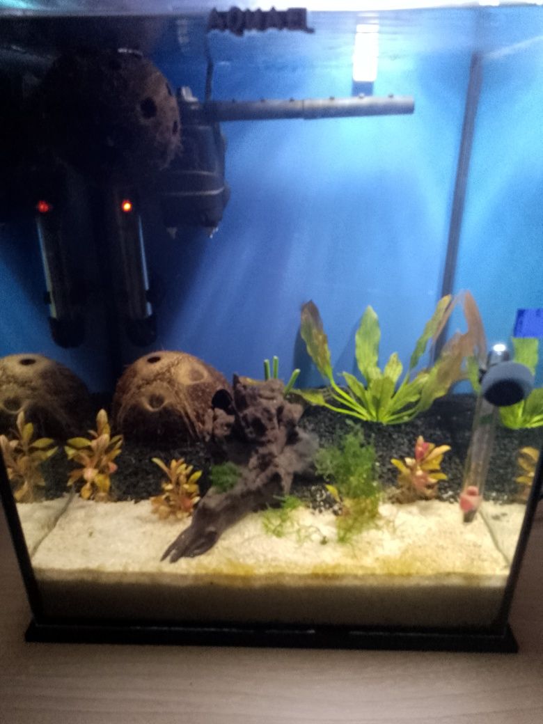 Akwarium z bojownikiem 30l