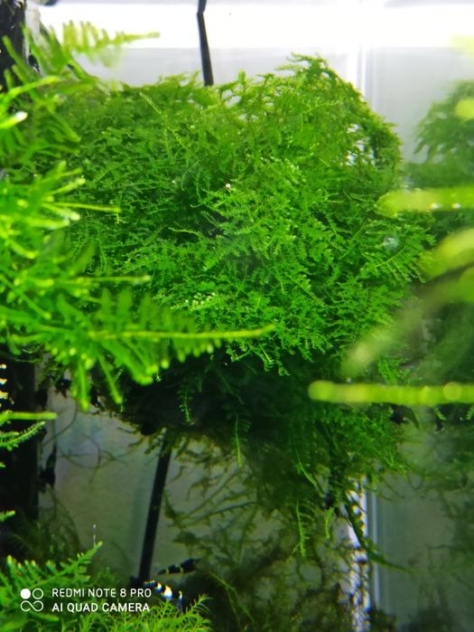 Mech China  Moss