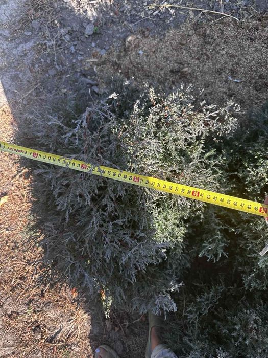 Туя вереско подібна