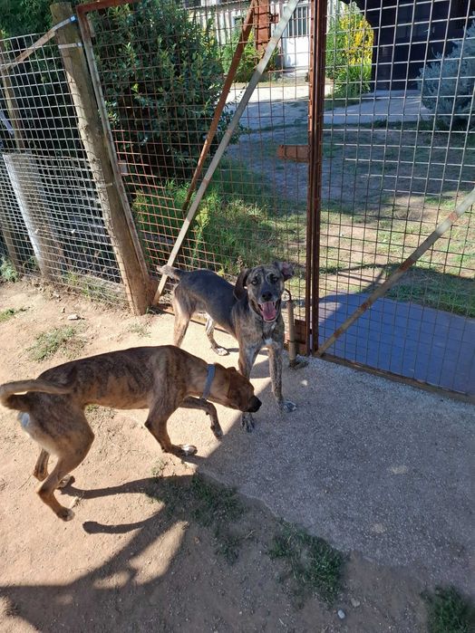 Cães  machos para adoção.Zona Matosinhos/Porto
