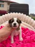 Jack Russell Terrier ZKwP FCI