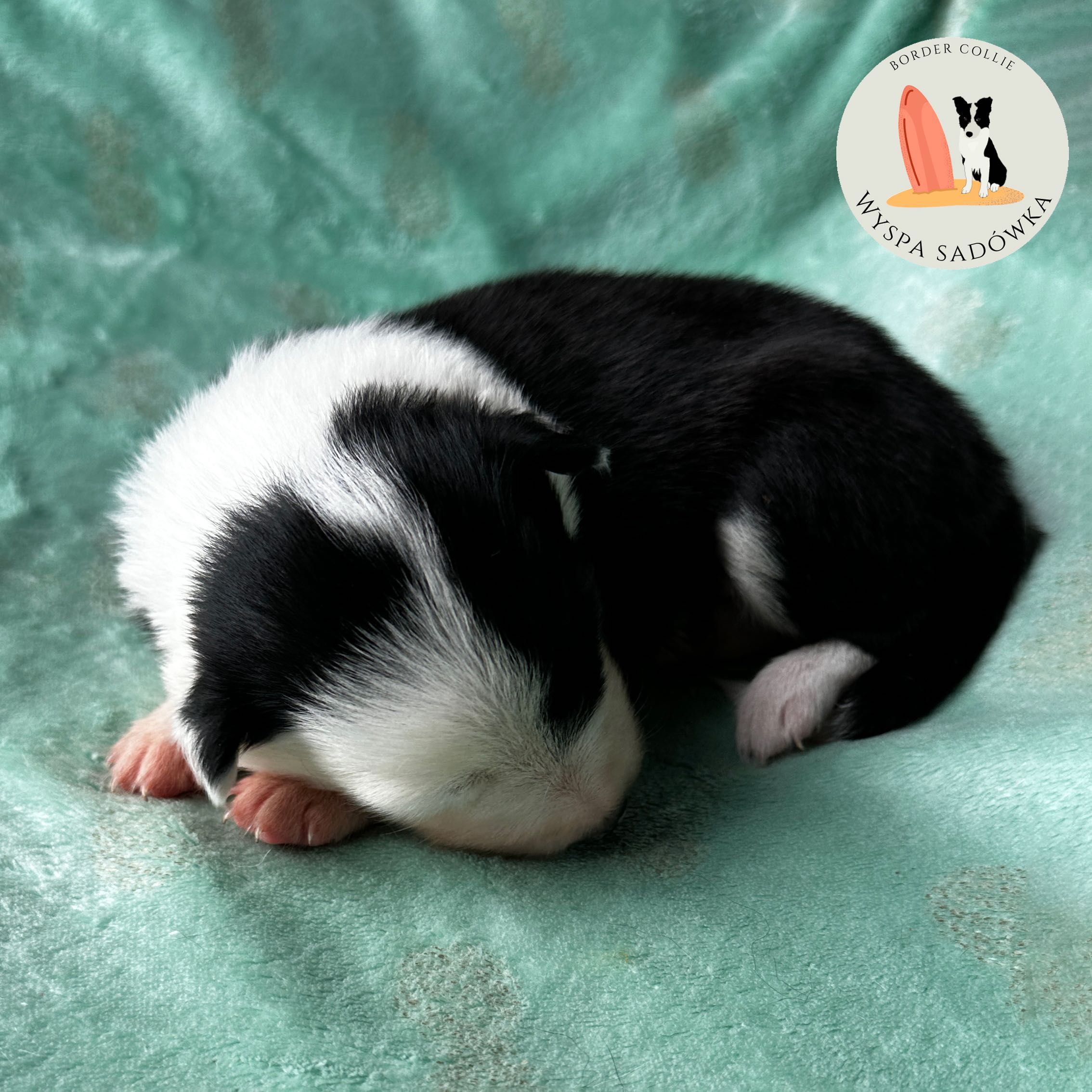 Piesek Border Collie czarno-biały z Rodowodem + bogata wyprawka