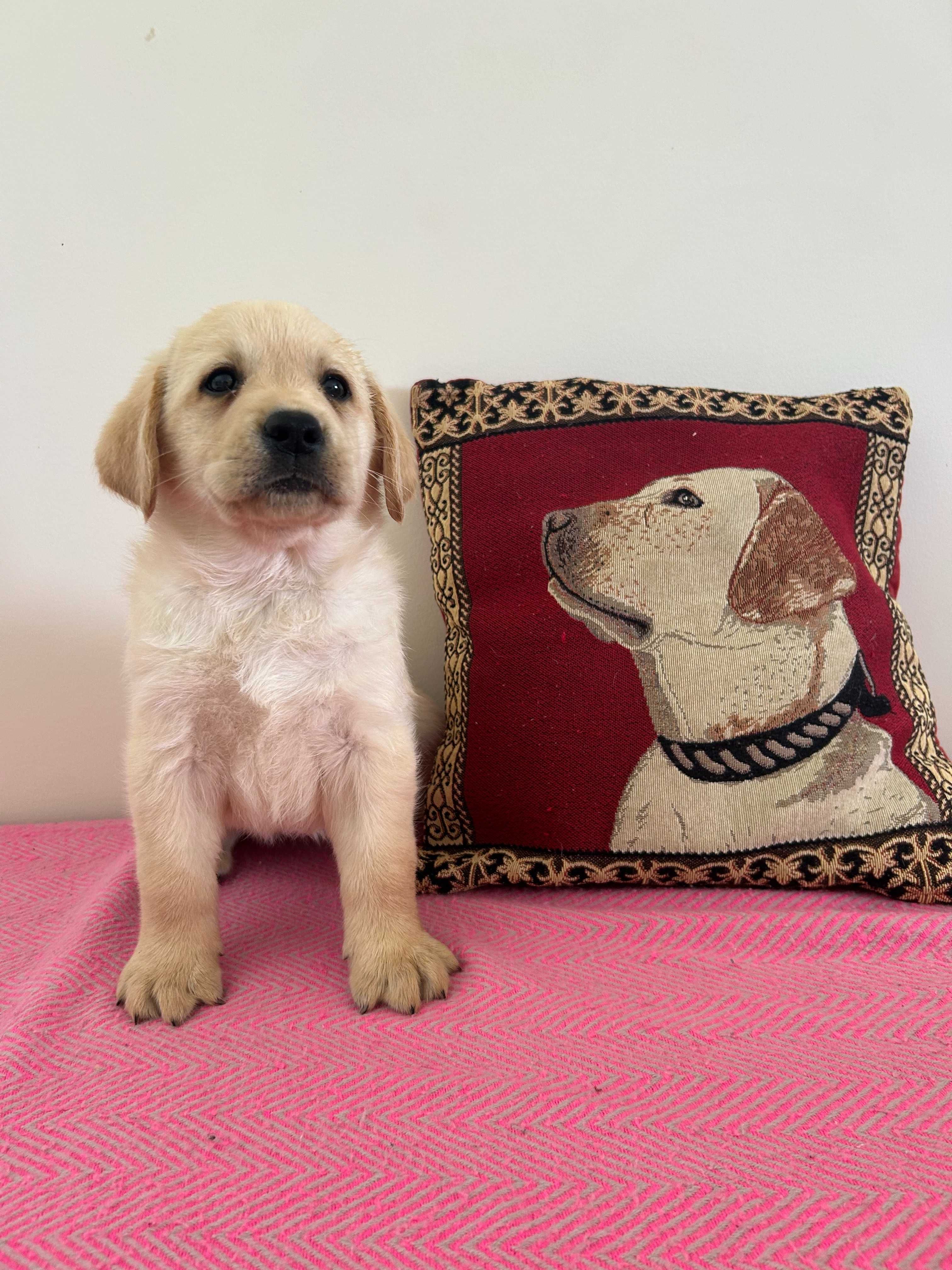 Labrador Retriever Fêmea filha de campeão de beleza