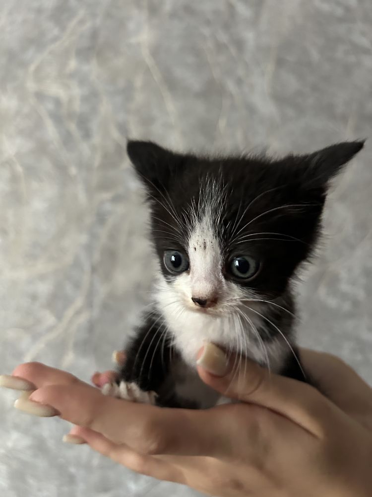 Віддам кошенят безкоштовно