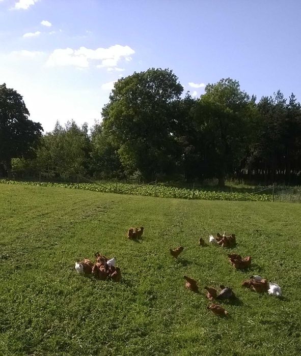 Jajka Wiejskie-ekologiczne-dowóz gratis-Kwidzyn i okolice