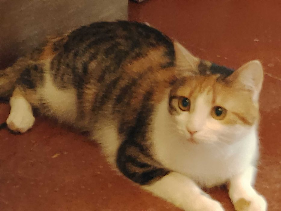 Пропажа домашней кошки.