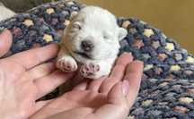 Вест Хайленд Уайт Тер'єр/West Highland White Terrier цуценята puppies