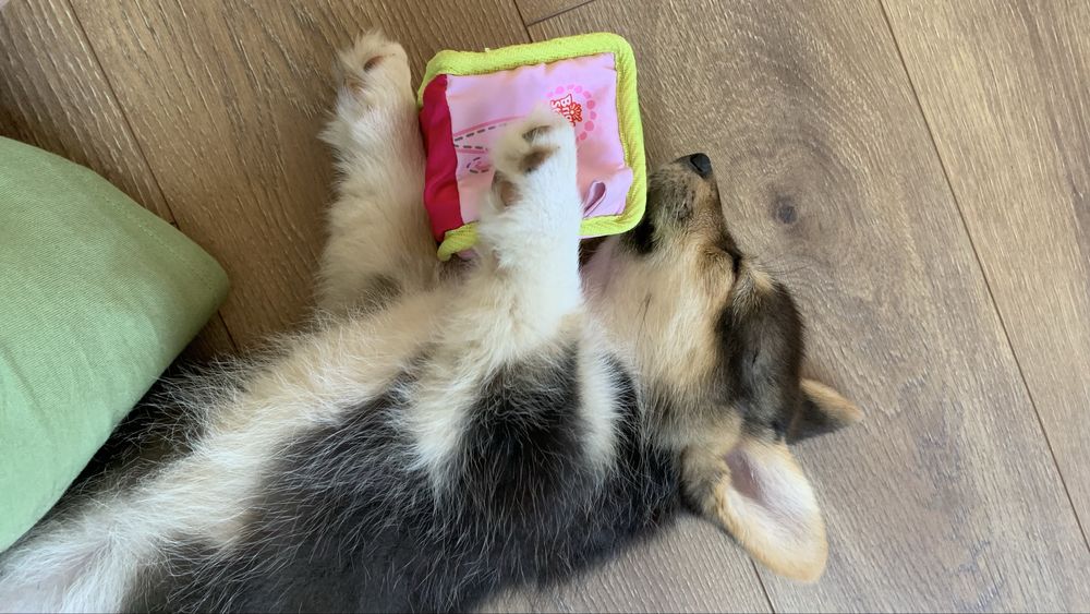 corgi dziewczynka