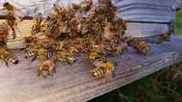 Продам бджоло-матки Бакфаст та Варроа-толерантнi