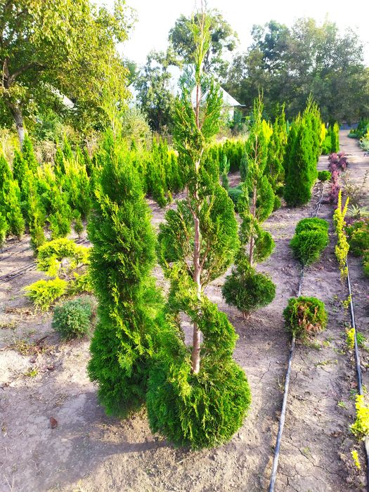 ТУЯ СМАРАГД, Колумна, Ауреа, Даніка,САМШИТ, ЯЛІВЦІ, Листяні кущі, інше