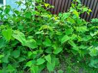 Горец сахалинский (садовый бамбук) многолетник 3 растения-50грн.
