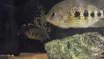 Pielegnice Tilapia Marii - para - regularnie składają ikrę