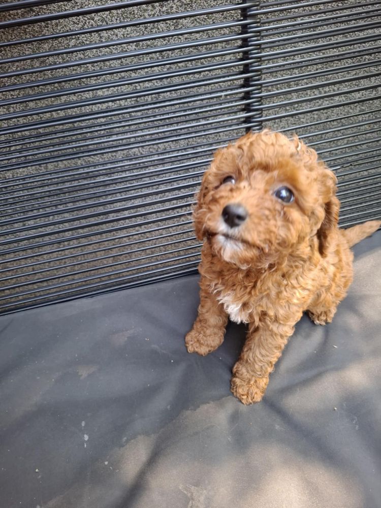 Sprzedam szczeniaka rasy Maltipoo z rodowodem