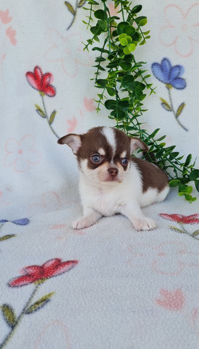 Excelente mini chocolatinho Chihuahua/Chiuaua de Qualidade