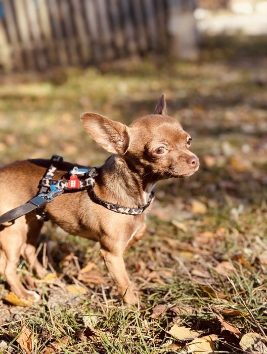 Продам Чіхуа-хуа