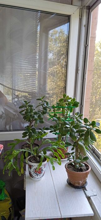 Красивое денежное дерево.