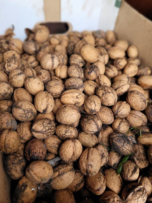 Orzechy włoskie niełuskane