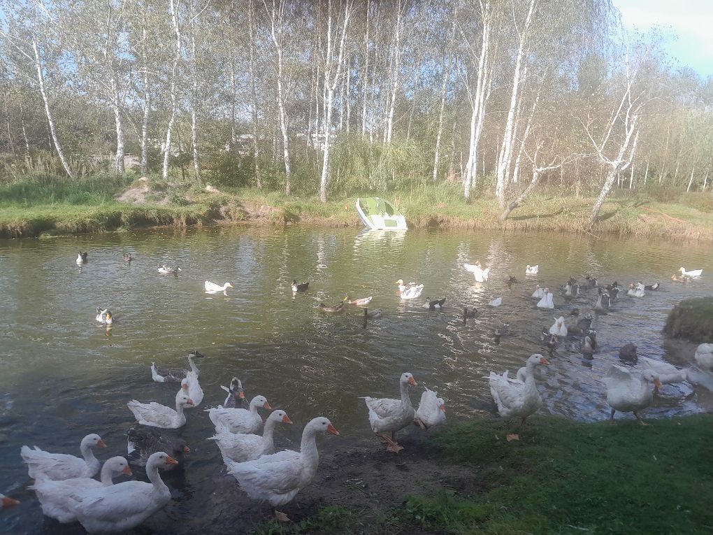 Gęsi białe i garbanose mlode z jajkiem legowym
