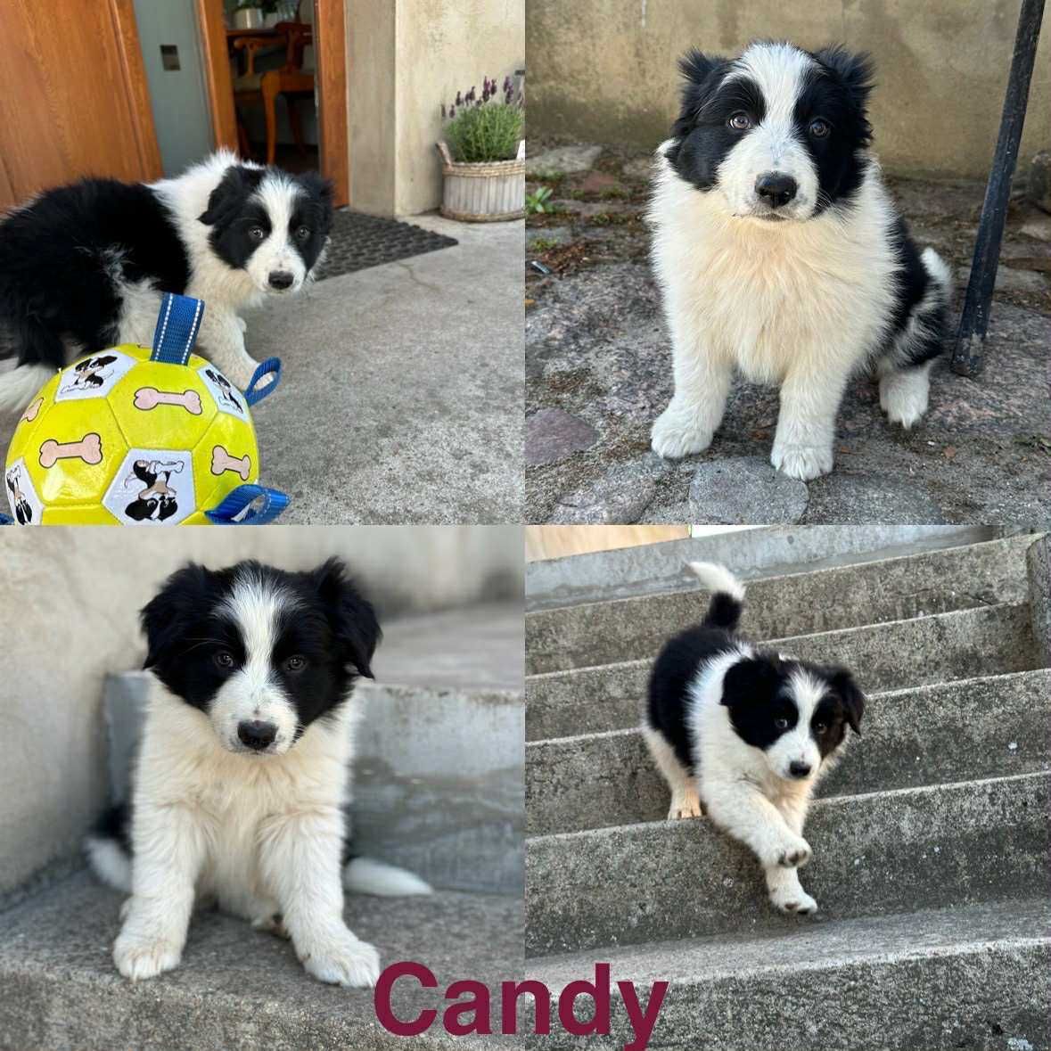 Border Collie szczeniak gotowy do nowego domku