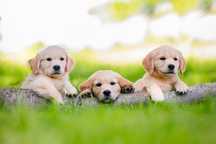 Golden Retriever FCI po Championie linia amerykańska - ojciec piesków
