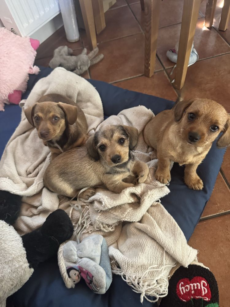 Do adopcji trzy sliczne suczki w typie „jamnika”