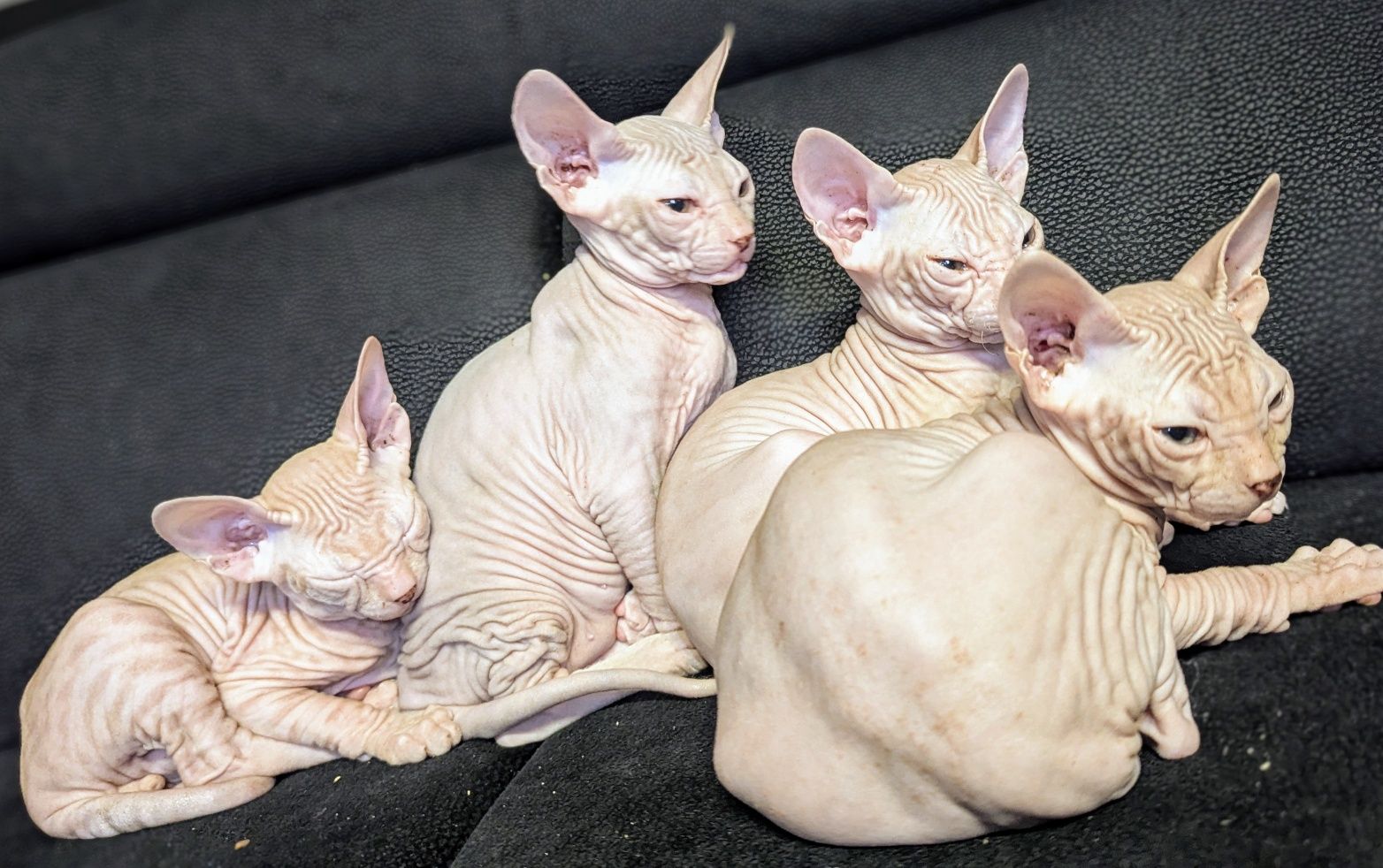 Sfinks Doński,  Don Sphynx