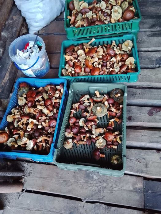 Грибы польские свежие/гриби польски  свіжі