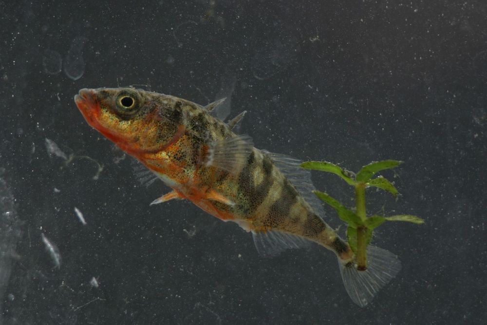 Ciernik  do o akwarium oczka wodnego