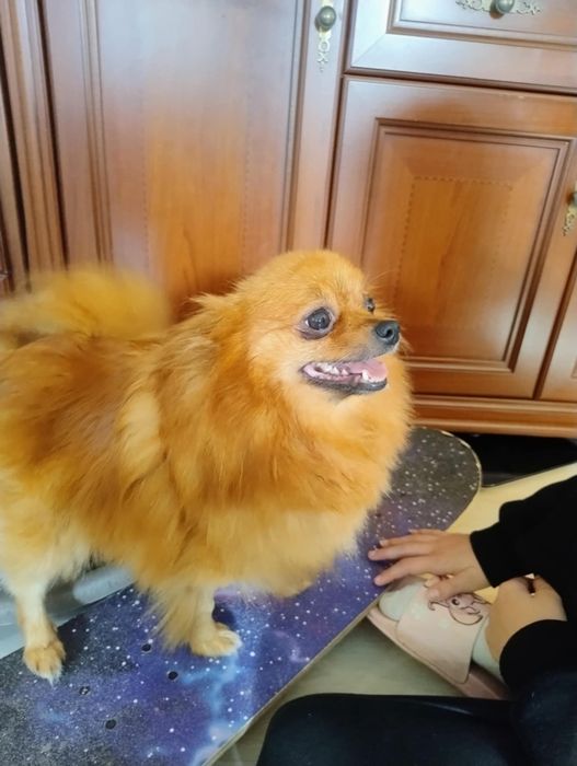 Szpic miniaturowy Pomeranian