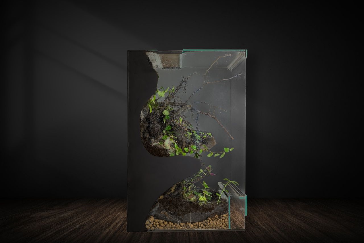 Terrarium tropikalne gekon