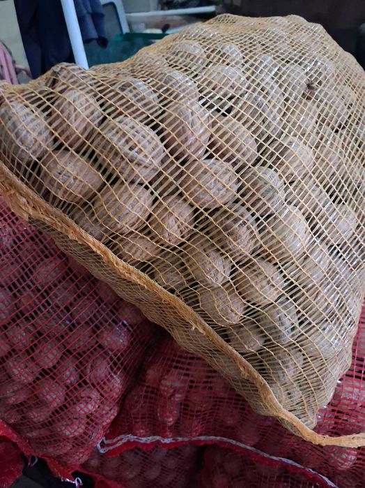 Nozes Molares do corrente ano