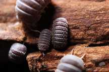 Armadillo tuberculatus, kolczaste równonogi, isopoda